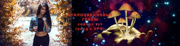 индика Абаза